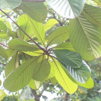 <i>Terminalia kaernbachii</i>  Warb.